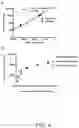 Fig. 17 - GLYCOPEPTIDE ANTIBIOTIC CONSTRUCTS