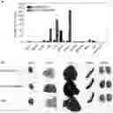 Fig. 01 - RENAL CLEARABLE DRUG DELIVERING NANOPARTICLES AND METHODS OF USE THEREFOR