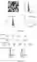 Fig. 04 - RENAL CLEARABLE DRUG DELIVERING NANOPARTICLES AND METHODS OF USE THEREFOR