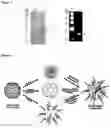 Fig. 04 - Self assembling molecules for targeted drug delivery