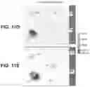 Fig. 17 - IR DYES FOR FLUORESCENCE IMAGING