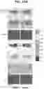Fig. 20 - IR DYES FOR FLUORESCENCE IMAGING