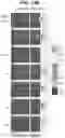 Fig. 21 - IR DYES FOR FLUORESCENCE IMAGING
