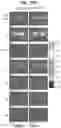 Fig. 22 - IR DYES FOR FLUORESCENCE IMAGING