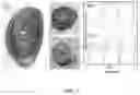 Fig. 06 - Imaging agents and methods of use
