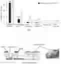 Fig. 05 - Tissue substitute multilayer matrix and uses thereof