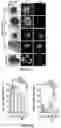 Fig. 02 - Synthetic hydrogel carriers for cellular structures, generation of organoids, and treatment of tissue injury