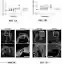 Fig. 06 - Synthetic hydrogel carriers for cellular structures, generation of organoids, and treatment of tissue injury