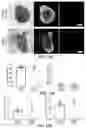 Fig. 22 - Synthetic hydrogel carriers for cellular structures, generation of organoids, and treatment of tissue injury