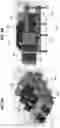 Fig. 10 - Breast pumps
