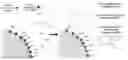 Fig. 01 - Sorbent for a dialysis device and dialysis system