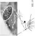 Fig. 19 - Nasal drug delivery device