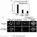 Fig. 17 - Antifouling urinary catheters with shape-memory topographic patterns