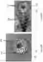 Fig. 09 - Focused Ultrasound Apparatus and Methods of Use