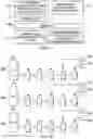 Fig. 04 - METHOD FOR DILUTING AND MIXING IMMUNOMODULATORS INTO A CONSOLIDATED COMPOUND