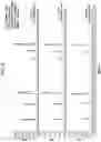 Fig. 12 - Mobile phase controller for supercritical fluid chromatography systems