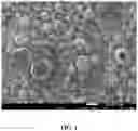 Fig. 02 - Catalyst for mass production of multi-wall carbon nanotubes