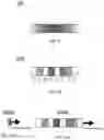 Fig. 07 - System and method for laser marking substrates