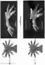Fig. 32 - Systems and methods for fabricating 3D soft microstructures