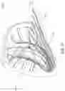 Fig. 42 - Systems and methods for fabricating 3D soft microstructures