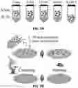 Fig. 04 - Antipathogenic devices and methods thereof
