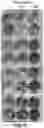 Fig. 06 - Antipathogenic devices and methods thereof