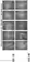 Fig. 18 - Antipathogenic devices and methods thereof