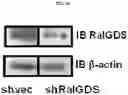 Fig. 06 - Compounds, compositions, methods for treating diseases, and methods for preparing compounds