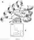 Fig. 16 - Benzothiophene-based selective estrogen receptor downregulators