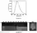 Fig. 21 - Luminogens for biological applications