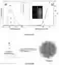 Fig. 35 - Luminogens for biological applications