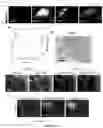 Fig. 46 - Luminogens for biological applications