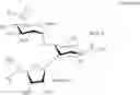Fig. 13 - Large scale preparation of pseudo-trisaccharide aminoglycosides and of intermediates thereof