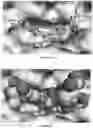 Fig. 04 - Amylase inhibitor compounds, methods of their use and compositions thereof