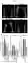 Fig. 11 - UV-B absorbing compounds isolated from plants
