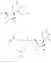 Fig. 170 - Substituted nucleosides, nucleotides and analogs thereof