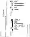 Fig. 58 - Substituted nucleosides, nucleotides and analogs thereof