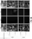 Fig. 07 - Capsid