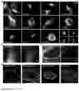 Fig. 03 - Bright monomeric near-infrared fluorescent proteins engineered from bacterial phytochromes and methods for making same