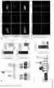 Fig. 04 - Bright monomeric near-infrared fluorescent proteins engineered from bacterial phytochromes and methods for making same