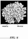 Fig. 07 - CRP capture/detection of gram positive bacteria