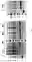 Fig. 03 - MIC-1 COMPOUNDS AND USES THEREOF