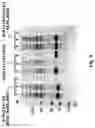 Fig. 06 - MIC-1 COMPOUNDS AND USES THEREOF