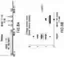 Fig. 07 - Peptides and compositions for treatment of joint damage