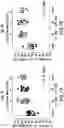 Fig. 08 - Peptides and compositions for treatment of joint damage