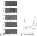 Fig. 22 - Heterodimeric proteins and uses thereof