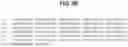 Fig. 12 - B7-RELATED NUCLEIC ACIDS AND POLYPEPTIDES USEFUL FOR IMMUNOMODULATION