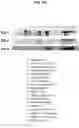 Fig. 25 - B7-RELATED NUCLEIC ACIDS AND POLYPEPTIDES USEFUL FOR IMMUNOMODULATION