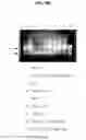 Fig. 31 - B7-RELATED NUCLEIC ACIDS AND POLYPEPTIDES USEFUL FOR IMMUNOMODULATION