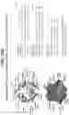 Fig. 42 - Isoform-selective TGFβ1 inhibitors and use thereof